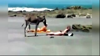 They want donkey big cock, these girls are very happy to see this